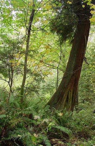 A small patch of remaining old growth in West Seattle. Photo by Robert Fuerstenberg.