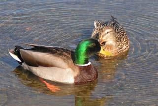 Mallard ducks. Photo by Laurel Preston.