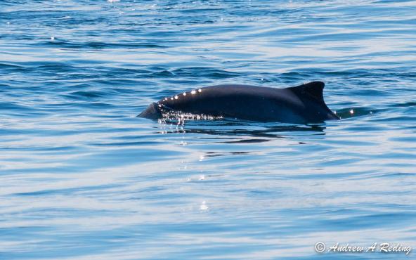 Harbor porpoise from Lime Kiln Point Lighthouse, Lime Kiln Point State Park, San Juan Island, WA. (CC BY-NC-ND 2.0) https://www.flickr.com/photos/seaotter/14506176854/