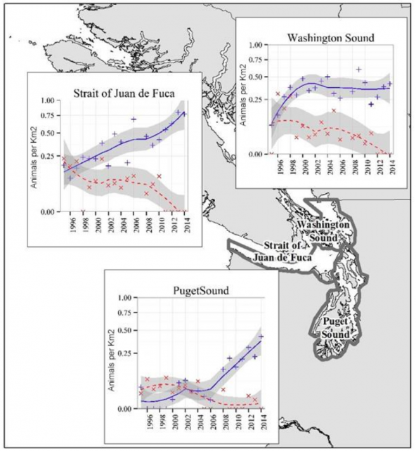 Map showing winter density of harbor porpoise (blue) and Dall’s porpoise (red) during 1995-2015 by region. Map: WDFW