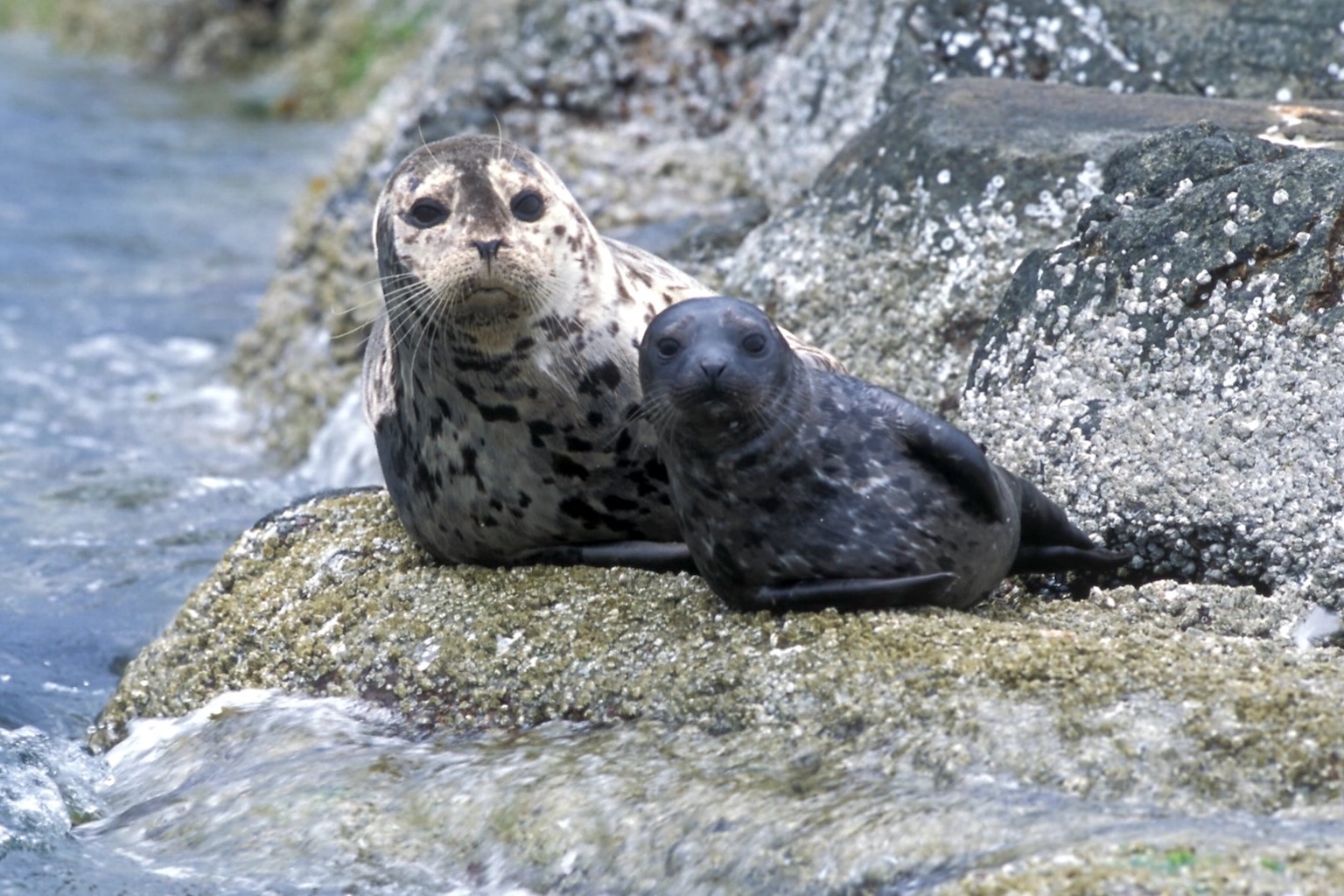 Harbor seal