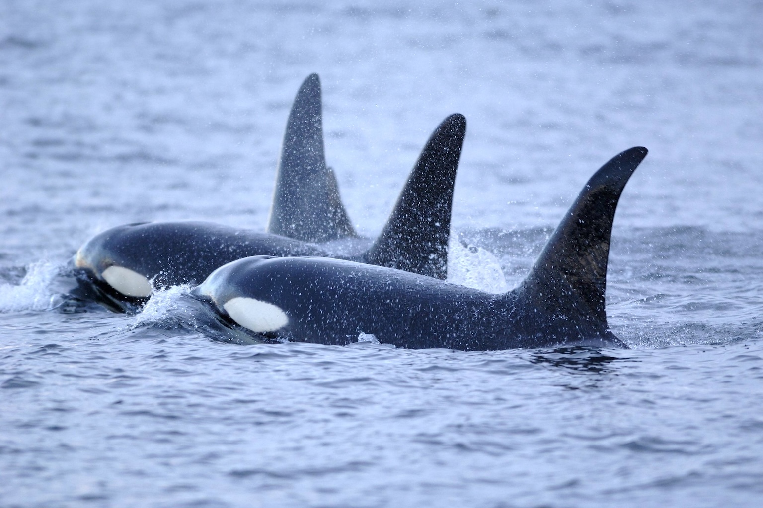 Killer Whale