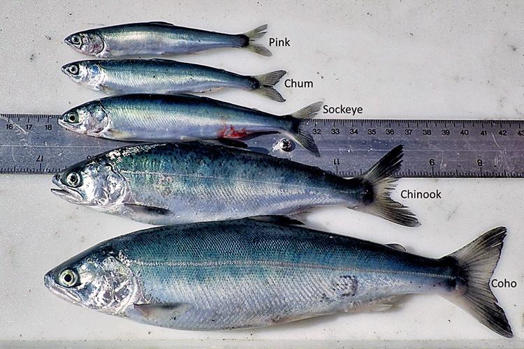 Five silver salmon arranged by size next a ruler.