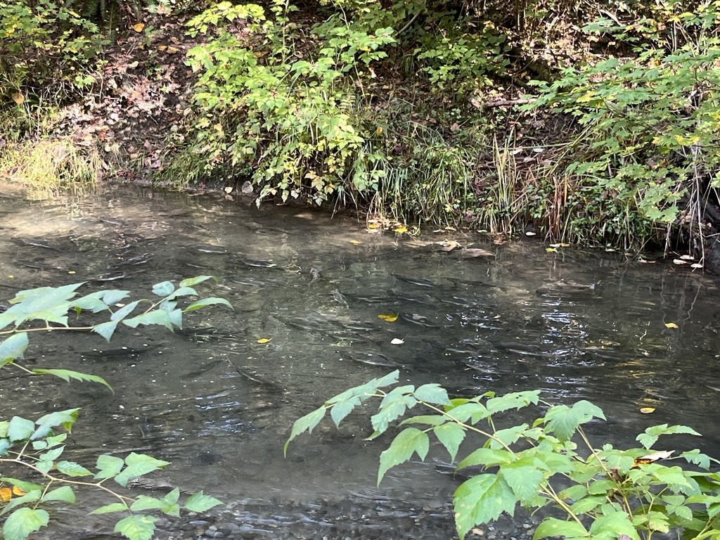 Many fish are seen in a small stream that flows between vegetated banks with leafy plants visible in the foreground and shrubby growth along the shoreline.