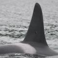 Tagged killer whale; photo courtesy of NOAA