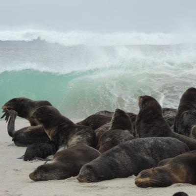 Northern fur seals haul out on San Miguel Island in the Channel Islands, California - Photo: NOAA Fisheries/Kristin Wilkinson, NMFS Stranding Coordinator Northern fur seals haul out on San Miguel Island in the Channel Islands, California - Photo: NOAA Fisheries/Kristin Wilkinson, NMFS Stranding Coordinator