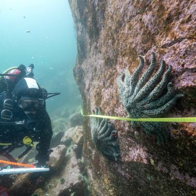 With the bacteria Vibrio pectenicida now identified in sunflower sea stars, scientists can investigate how warm water contributes to rapid disease spread. Photo: Bennett Whitnell/Hakai Institute An underwater diver holding a clipboard examines sea stars attached to a large rock with a measuring tape stretched across them.