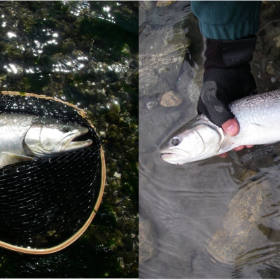 Bull trout caught in Skagit Bay in mid-May, hence anadromous (left), and another caught in the Skagit River in late January, whose silvery rather than dark colors suggest that it may also have been to salt water (right). Photos: Thomas Quinn. Two side by side photos. Left: a silvery fish in a wooden handled net at above the surface of clear water and stones. Right: Two hands with fingerless gloves holding a fish just above the water surface.