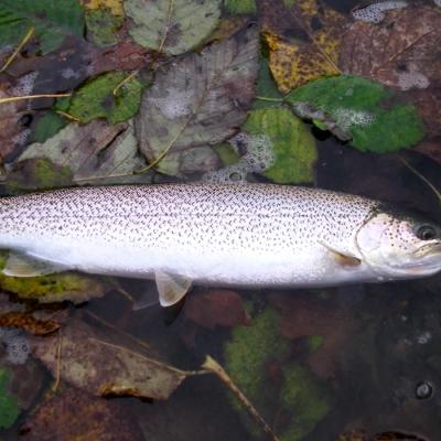 Coastal cutthroat trout caught in the lower reaches of the Stillaguamish River in early October. Photo: Thomas Quinn. A fish with many small dark markings lying on its side in shallow water surrounded by fallen green, yellow, and brown leaves.