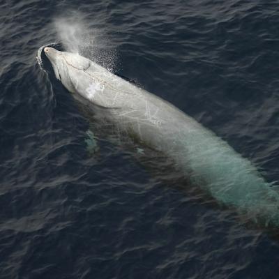 Cuvier's beaked whale. Photo: Brendan Murtha/iNaturalist (CC BY-NC) Cuvier's beaked whale surfacing and exhaling a visible blow of mist from its blowhole, with its pale body partially visible beneath the dark ocean water.