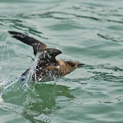 Mabled murrelet populations in Washington are in trouble due to loss of nesting habitat, prey scarcity, and human disturbance. Photo: Kim Nelson/Oregon State University (CC BY-SA 2.0) Marbled murrelet taking flight from the water surface, with wings spread and water droplets splashing around it.