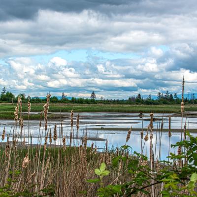 The Snohomish estuary. (AdobeStock) The Snohomish estuary. (AdobeStock)