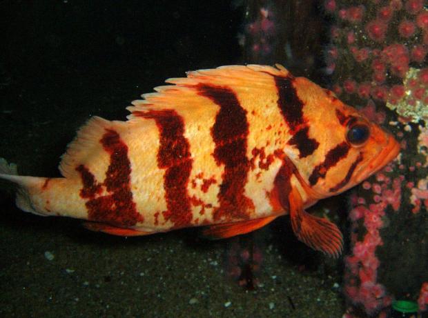 Tiger Rockfish (Sebastes nigrocinctus)