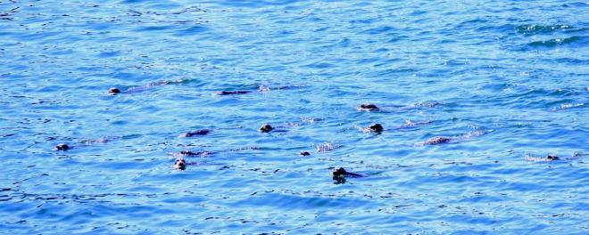 A group of 13 harbor seals swimming in open water. 