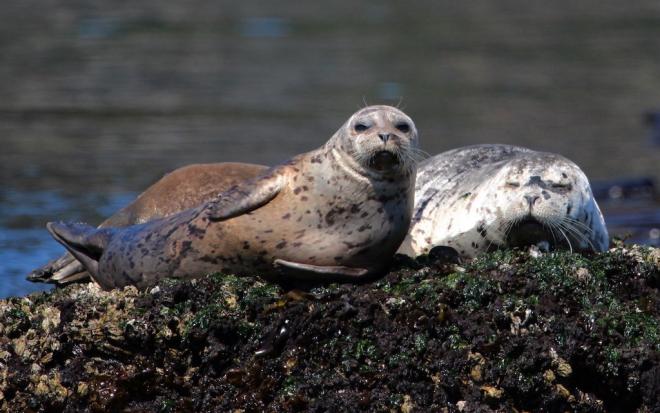 Two Harbor seals, one larger, one smaller, hauled out on rocks with water in the background.
