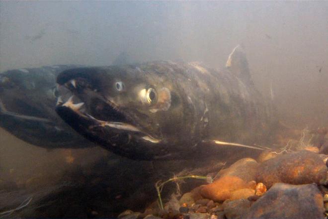 Underwater view of chum salmon