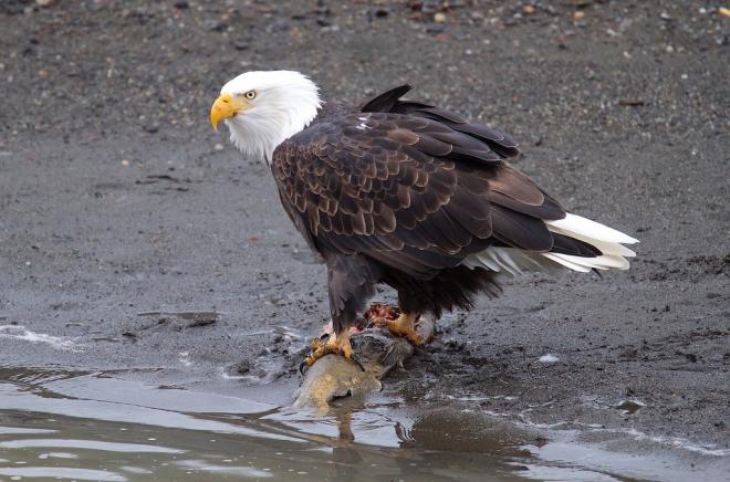 A bald eagle standing on top of salmon it is eating a the edge of a river shoreline.