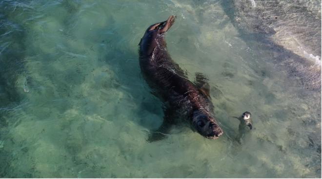 An adult northern elephant seal swimming in water next to a much smaller juvenile harbor seal.