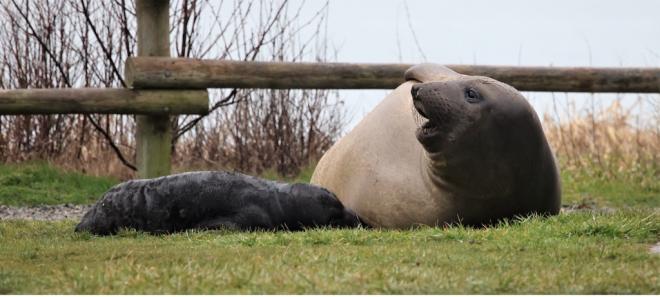 An adult female elephant seal nursing a seal pup on grass in front of a low wooden fence.