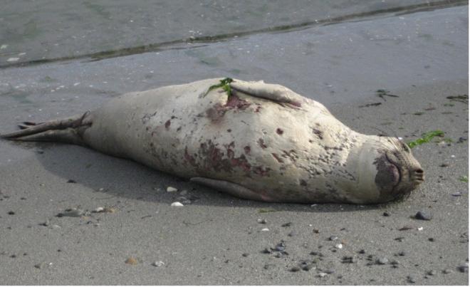 An elephant seal lying on sand with patches of skin loss and lesions on its abdomen. 
