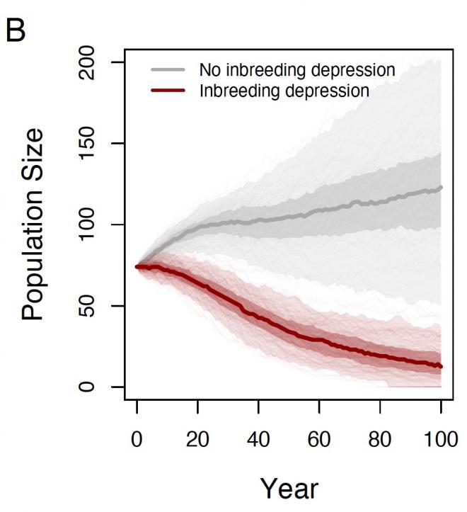 With no improvement in environmental conditions, inbreeding depression can be expected to continue a population decline for the Southern Resident orcas,  as compared to projected population trends if the whales were not genetically impaired. Graph: Study in Nature Ecology & Evolution
