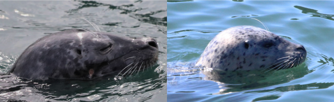 Two side by side photos of a harbor seals with their heads out of the water.  The one on the left shows dark coloration with light splotches and the one on the right shows  pale white coloration with dark spots.