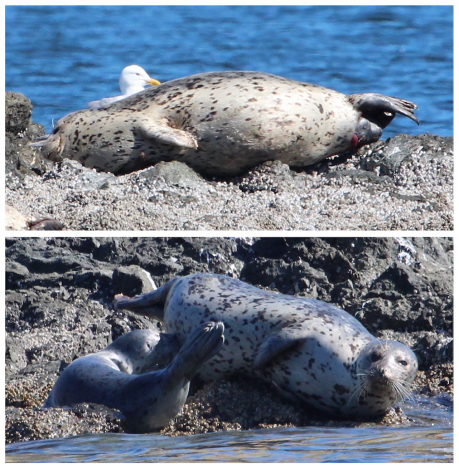 Two photos of a harbor sealing giving a birth (top) and a harbor seal nursing a pup (bottom).