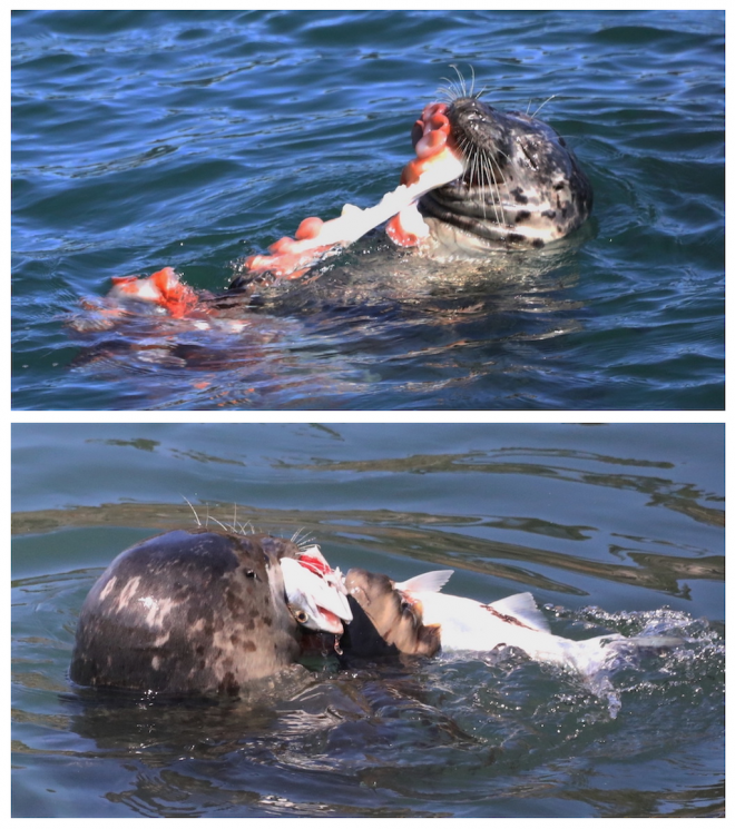 A photo of a harbor seal eating an octopus and another photo (below) of one eating a large fish.