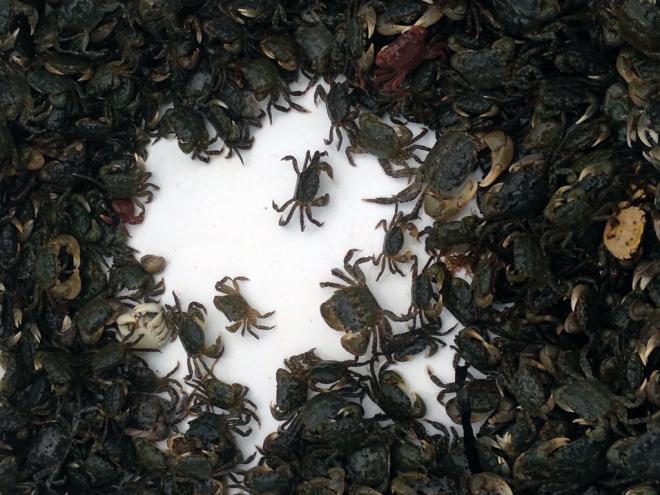 A tub of native hairy shore crabs trapped for monitoring at Zelatched Point on Hood Canal. Crabs are returned to their habitat after counting and sorting. Photo: Christopher Dunagan