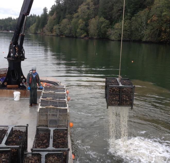 Wire mesh box containing recently harvested oysters being lifted from the water.