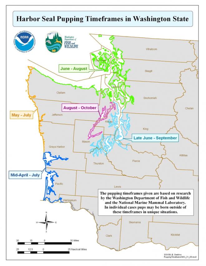 Map showing harbor seal pupping time frames by location in the Salish Sea.]