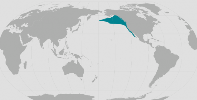Blue area of world map showing the range of northern elephant seals