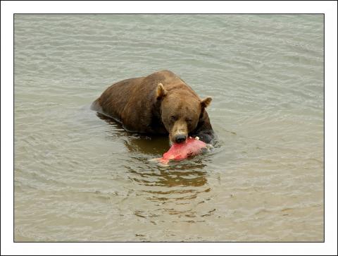 Bear eats salmon. Photo: Robert Voors (CC BY-NC-ND 2.0) https://www.flickr.com/photos/robert_voors/1303192433 Bear eats salmon. Photo: Robert Voors (CC BY-NC-ND 2.0) https://www.flickr.com/photos/robert_voors/1303192433
