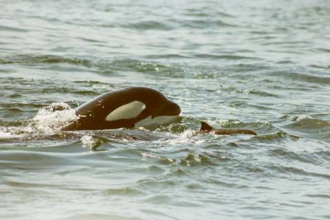 A 6-year-old killer whale from L pod, known as L-73, chases a Dall’s porpoise in this historical photo taken in 1992. Why fish-eating orcas chase and sometimes kill porpoises they don’t intend to eat is the subject of an ongoing study by Deborah Giles of the Center for Whale Research. Photo: Debbie Dorand/Center for Whale Research