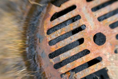 Stormwater flowing into catch basin carries contaminants to our waterways. Photo: Ben McLeod (CC BY-NC-SA 2.0) https://www.flickr.com/photos/benmcleod/420158390 Stormwater flowing into catch basin carries contaminants to our waterways. Photo: Ben McLeod (CC BY-NC-SA 2.0) https://www.flickr.com/photos/benmcleod/420158390