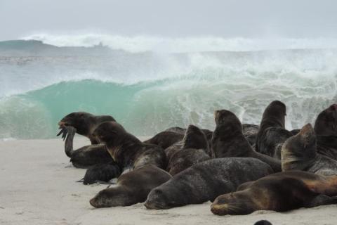 Northern fur seals haul out on San Miguel Island in the Channel Islands, California - Photo: NOAA Fisheries/Kristin Wilkinson, NMFS Stranding Coordinator Northern fur seals haul out on San Miguel Island in the Channel Islands, California - Photo: NOAA Fisheries/Kristin Wilkinson, NMFS Stranding Coordinator