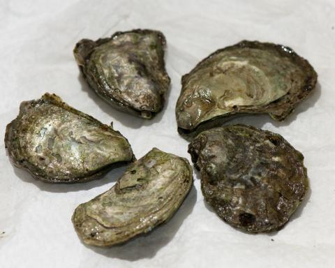 Olympia oysters. Photo: VIUDeepBay (CC BY 2.0) https://www.flickr.com/photos/viucsr/5778358466 Olympia oysters. Photo: VIUDeepBay (CC BY 2.0) https://www.flickr.com/photos/viucsr/5778358466