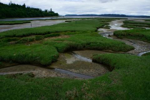 Tidal marsh at the Nisqually National Wildlife Refuge in Puget Sound. Photo courtesy of USFWS. Tidal marsh at the Nisqually National Wildlife Refuge in Puget Sound. Photo courtesy of USFWS.