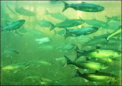 Returning sockeye salmon at the Ballard Locks fish ladder. Photo: Ingrid Taylar (CC BY-NC 2.0)