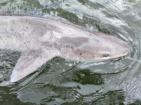 Broadnose sevengill sharks (Notorynchus cepedianus) like the one pictured have recently been discovered in South Puget Sound. Photo: Lisa Hillier/WDFW Close-up of a shark partially submerged in water, showcasing its dorsal fin and textured, spotted skin.
