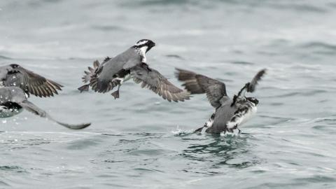Ancient murrelets, like these seen a few miles from Birch Bay, WA, are a close relative of the marbled murrelet. Photo: Eric Ellingson (CC BY-NC-ND 2.0) Seabirds with black and white plumage taking flight from choppy ocean water, wings spread mid-flight with water droplets spraying.
