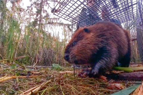 A tidal beaver is released after tagging. : A beaver emerges from a wire trap cage surrounded by tall reeds and wetland vegetation.