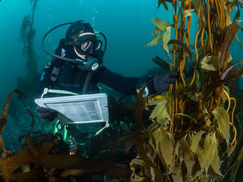 A diver records kelp growth. Photo: Kate Vylet (CC BY 2.0) https://flic.kr/p/2kfey4j : Underwater view of a person in scuba diving gear holding a clipboard and grasping a stalk of brown kelp.