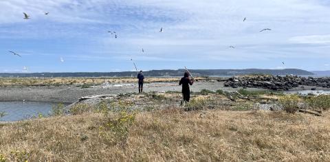 No one has counted the glaucous-winged gulls on Protection Island for nearly a decade. Scientists are evaluating if the island still hosts the largest colony in Washington of these common birds. Photo: Eric Wagner Two people on a rocky beach with driftwood, holding sticks, surrounded by seagulls under a partly cloudy sky.