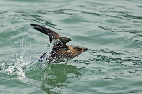 Mabled murrelet populations in Washington are in trouble due to loss of nesting habitat, prey scarcity, and human disturbance. Photo: Kim Nelson/Oregon State University (CC BY-SA 2.0) Marbled murrelet taking flight from the water surface, with wings spread and water droplets splashing around it.