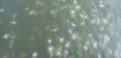 Moon jellies seem to do well in warmer, low-oxygen waters, such as those in Sinclair Inlet near Bremerton in August 2022, shown here. Jellyfish may disrupt the food web by consuming large amounts of plankton needed by other species. Photo: Haila Schultz/University of Washington A group of translucent jellyfish floating in greenish water, with sunlight reflecting off the surface.