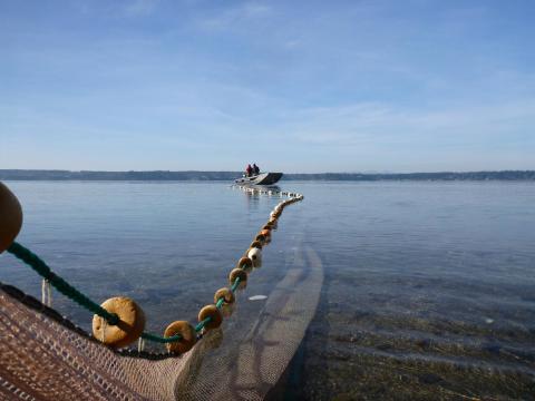 Nisqually Reserve Fish Sampling March 2012. Photo: Michael Grilliot, DNR (CC BY-NC-ND 2.0) https://www.flickr.com/photos/wastatednr/6834386824