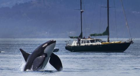 All vessels, including sailboats, must give southern resident killer whales more space in Washington State waters to reduce the impacts of noise. Photo: Chase Dekker CC BY-NC-SA 2.0 The image shows an orca swimming near a sailboat. The whale's black and white coloration and large dorsal fin are visible as it surfaces from the water. In the background, a sailboat with passengers can be seen.
