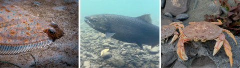 Puget Sound Institute researchers are incorporating species by species oxygen tolerance data into the Salish Sea Model, with the goal of assessing the risk of low oxygen for a given species at any place and time within the Sound. Photos (left to right): English sole (Adobe Stock); Chinook salmon (Uff-da/iNaturalist CCBYNC); and Dungeness crab (Adobe Stock). Collage of photos of a flat fish on sand, a salmon swimming, and a crab on a rock.