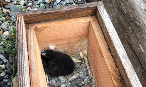 A downy black seabird chick nestled in the corner of a wooden box that is resting on top  of gravel.